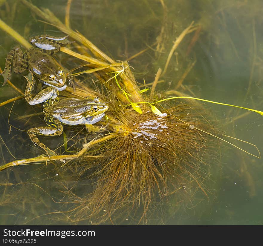 Detail of some frogs in water