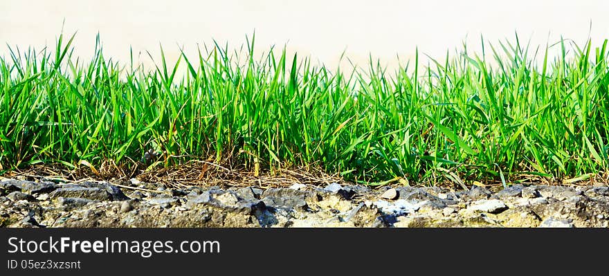 Fresh green grass growing out of stone on a light background