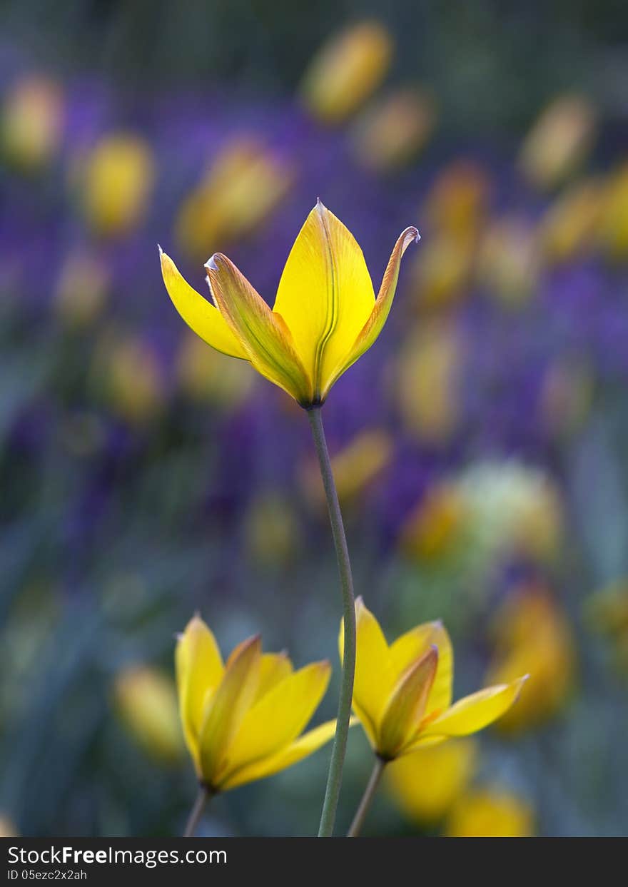 Wild yellow tullips