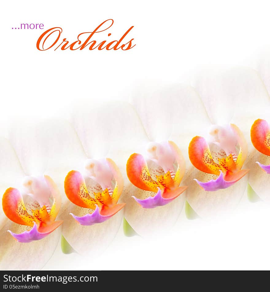 Collage: a row of orchid on white background. Collage: a row of orchid on white background