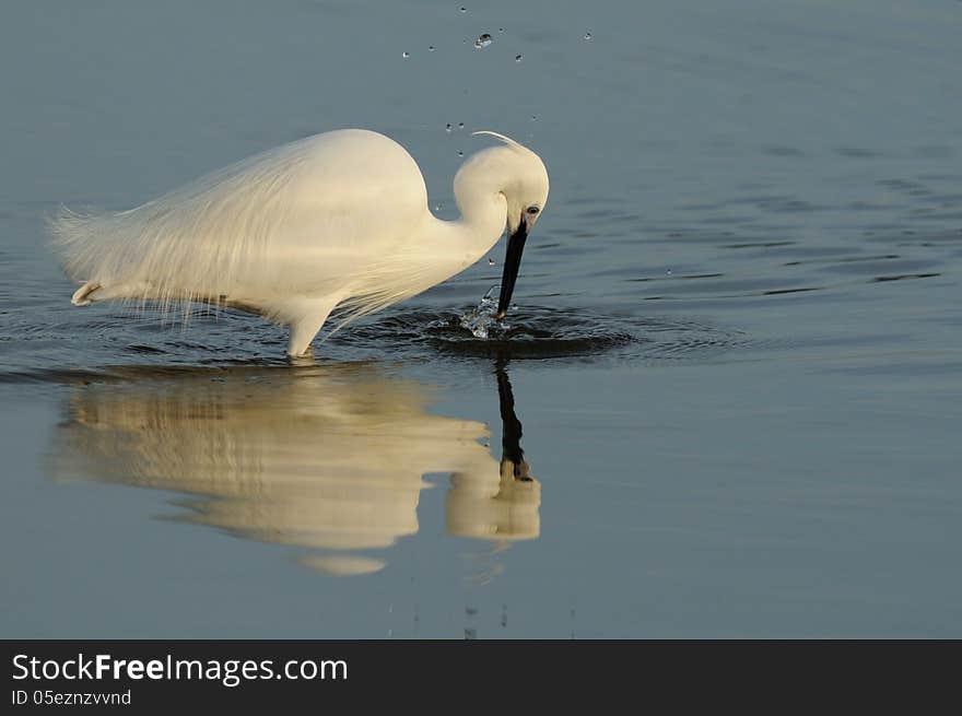 Heron with a little fish