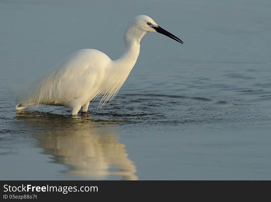 Little Egret &x28;Egretta Garzetta&x29