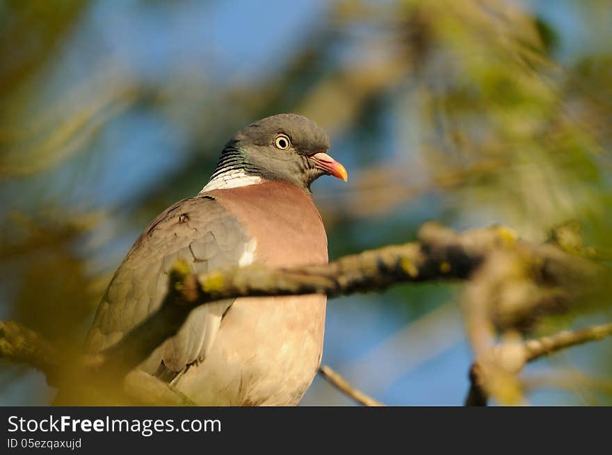 Common Wood Pigeon &x28;Columba Palumbus&x29