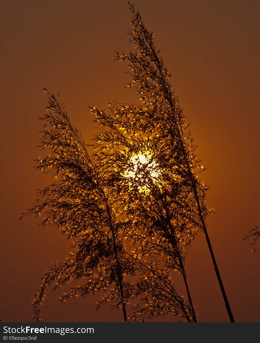 Cane And Sun