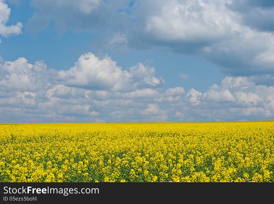 Spring blossoming field and the sky with clouds, a sunny day