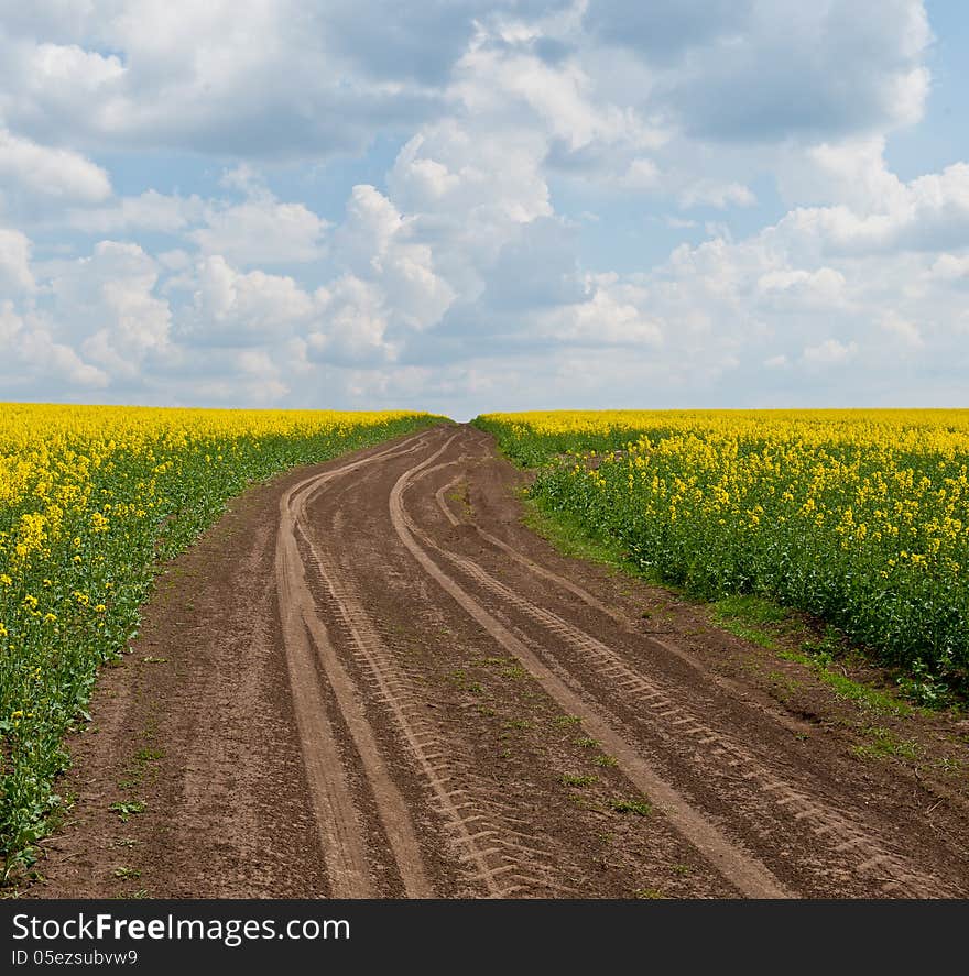 Spring blossoming field and the sky with clouds, road to a field