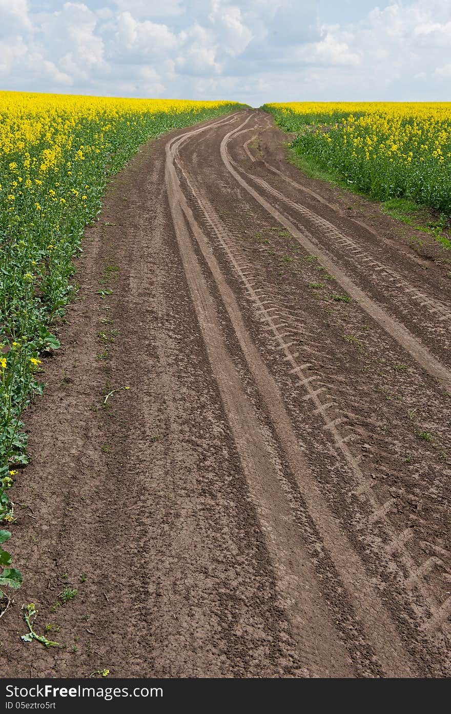 Spring blossoming field and the sky with clouds, road to a field