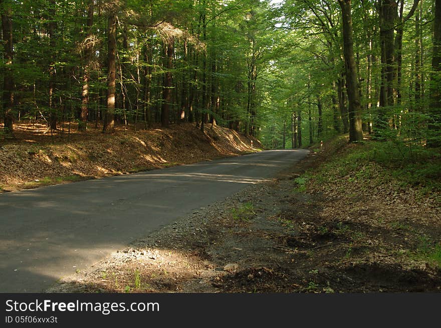 Forest road.