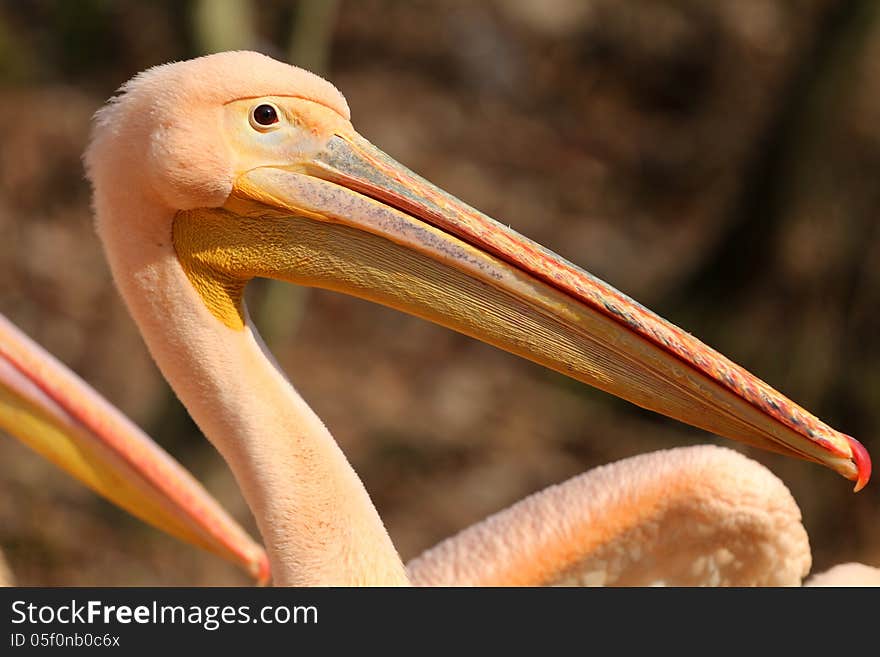 Detail of white pelican beautiful bird. Detail of white pelican beautiful bird