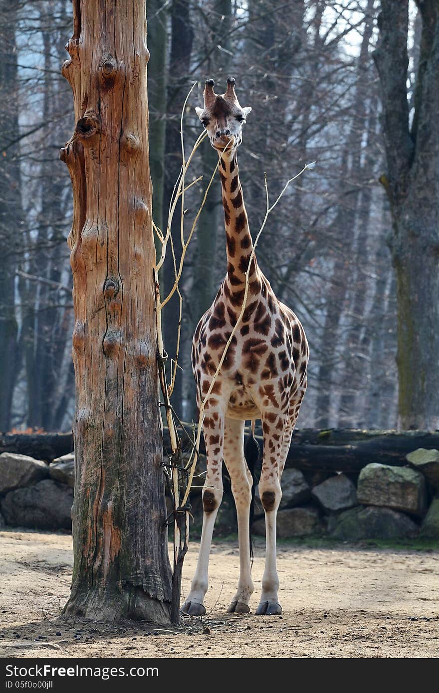 Giraffe chewing tree bark from the tree