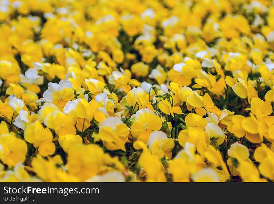 Yellow Petunia Blooming