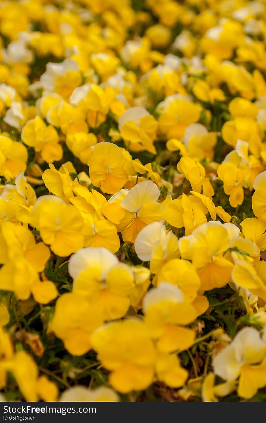 Yellow Petunia Blooming