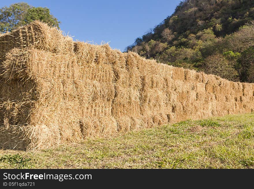 Field with bales of hay