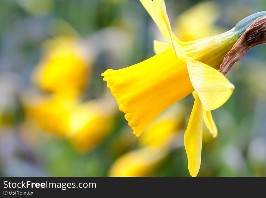 There are a beautiful field with narcissis