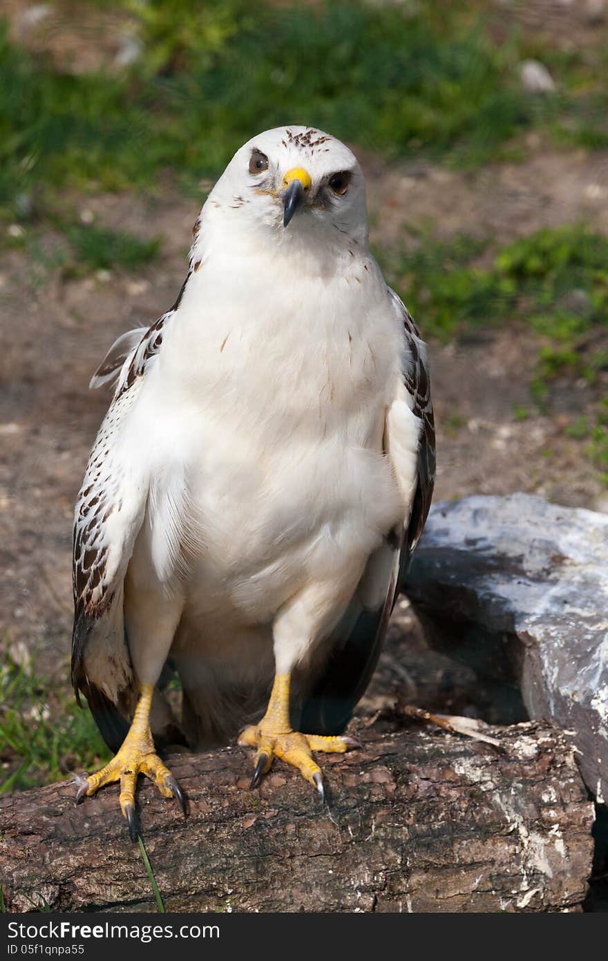 Osprey