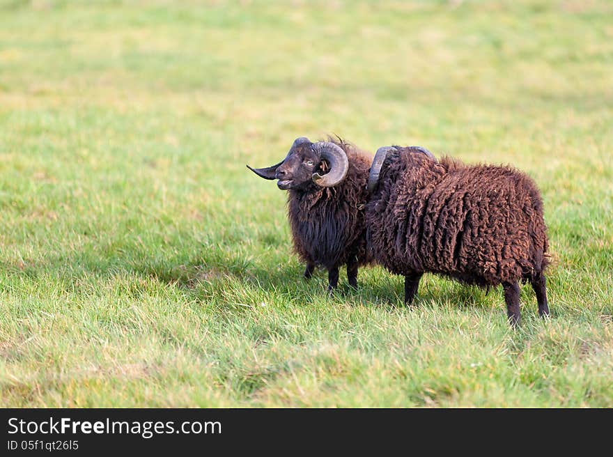 There are two dark scheep on the grass. There are two dark scheep on the grass