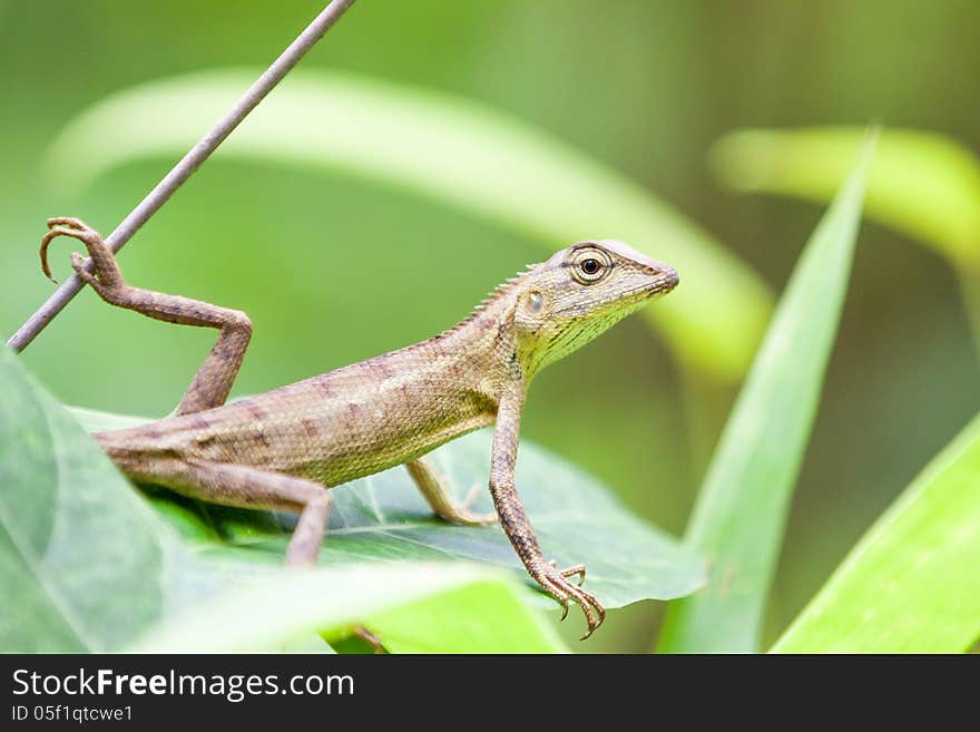 In the tree sit a reptile waiting