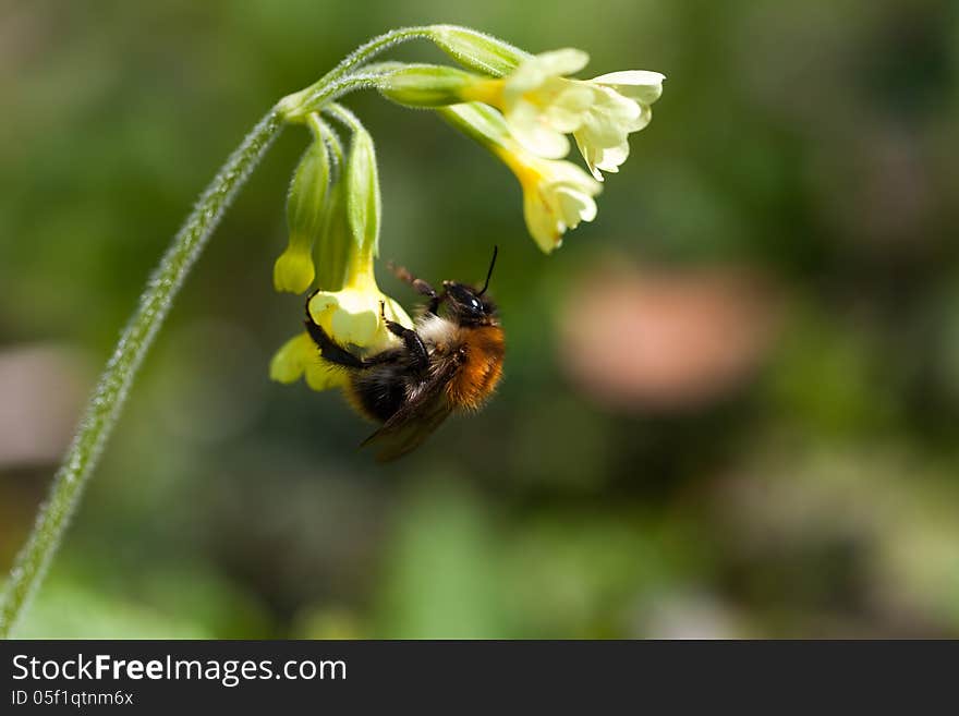 Bumblebee is eating from the flower