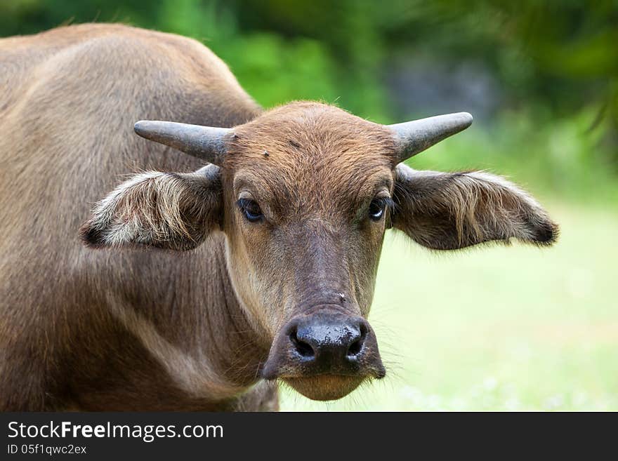 Near a tree stay a buffalo