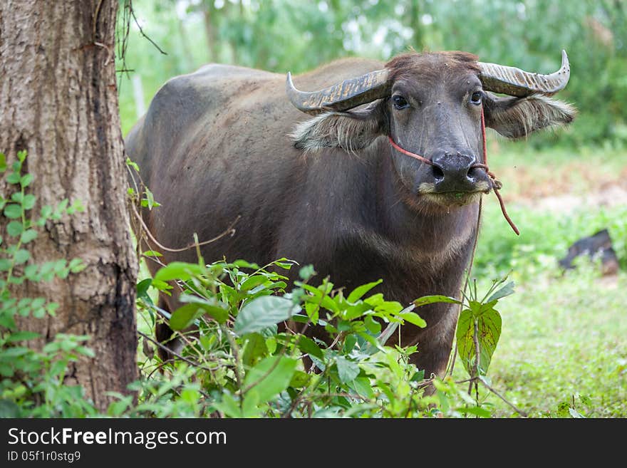 Near a tree stay a buffalo