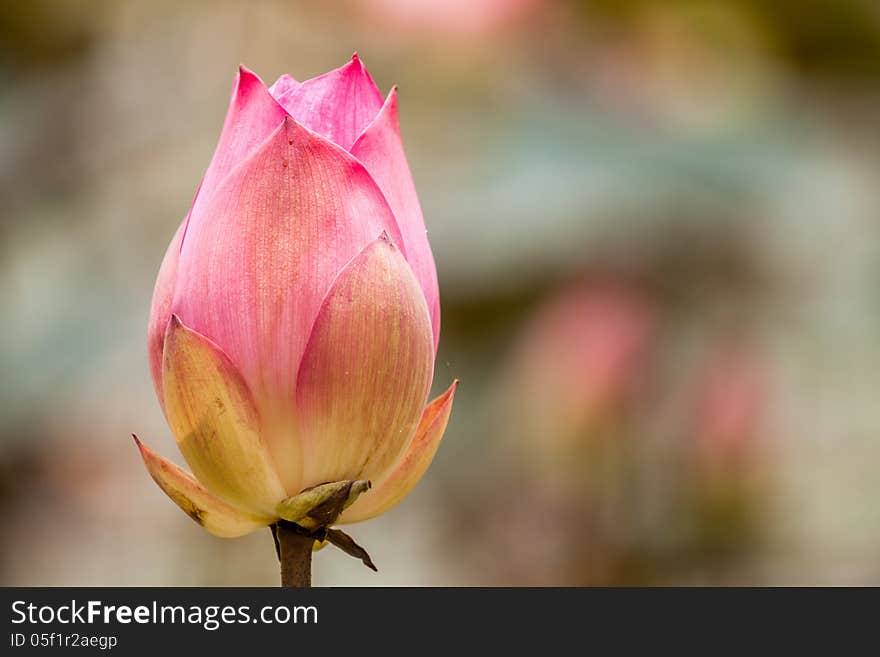 There is a beautiful flower grouwing in the garden. There is a beautiful flower grouwing in the garden