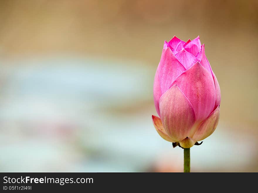 There is a beautiful flower grouwing in the garden. There is a beautiful flower grouwing in the garden