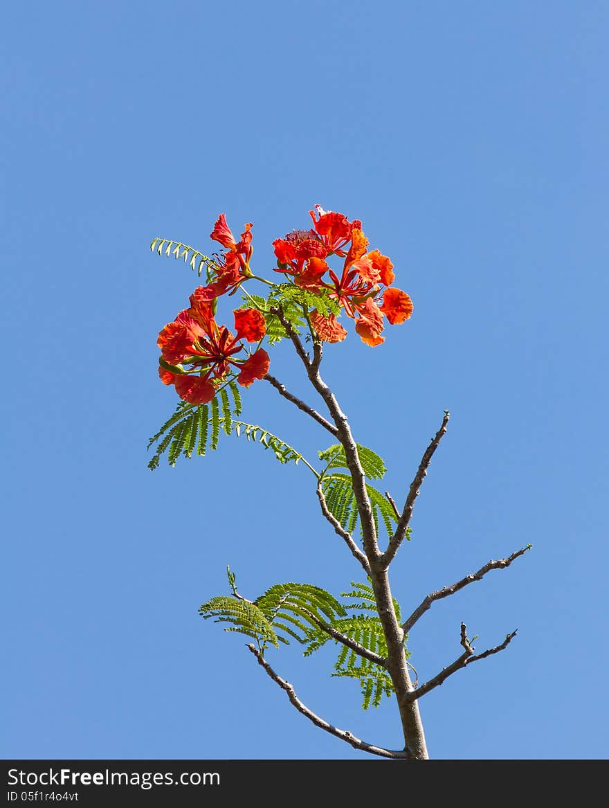 Flame tree or Royal Poinciana blossom on blue sky. Flame tree or Royal Poinciana blossom on blue sky