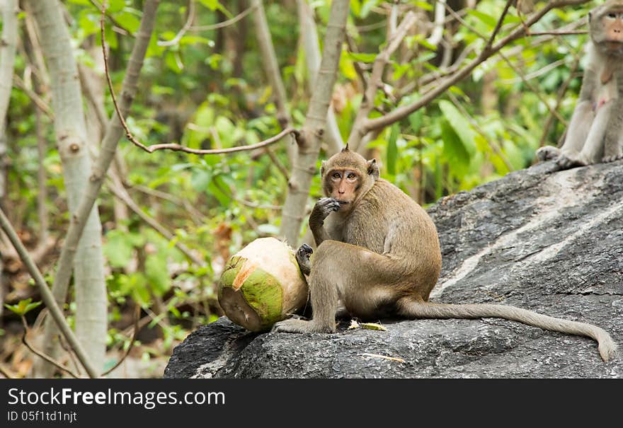 Monkey Eating Fresh Coconut