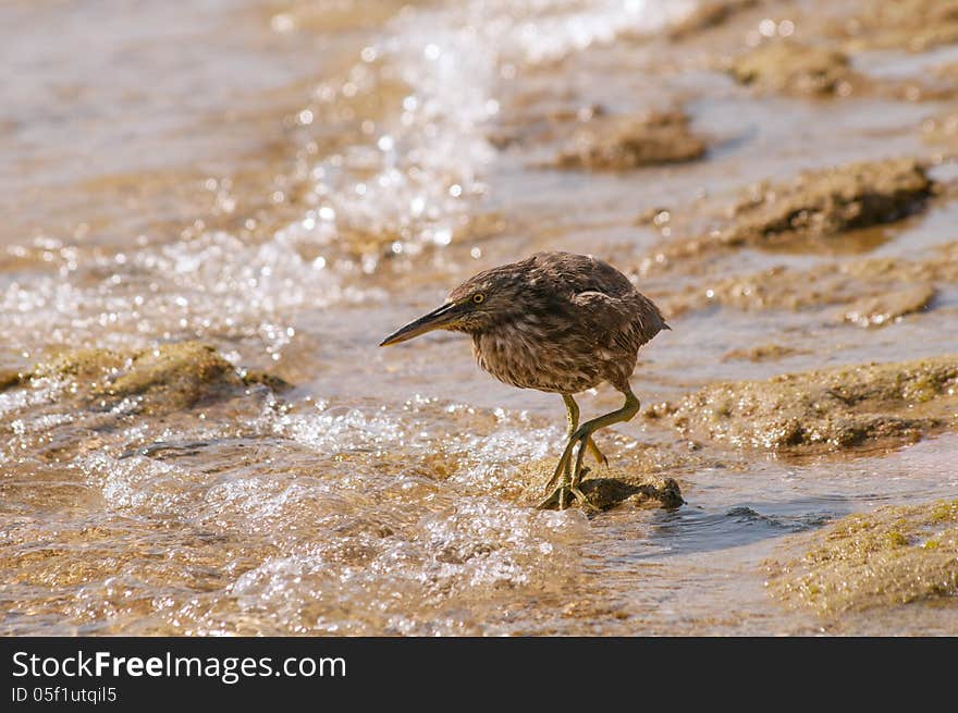 Sandpiper on the sea shore