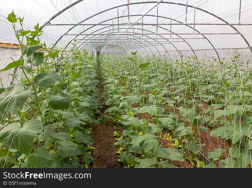 Pumpkin In  Greenhouse