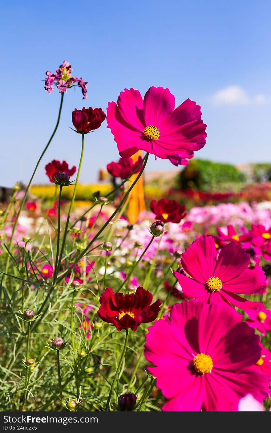 White And Pink Cosmos Flowers