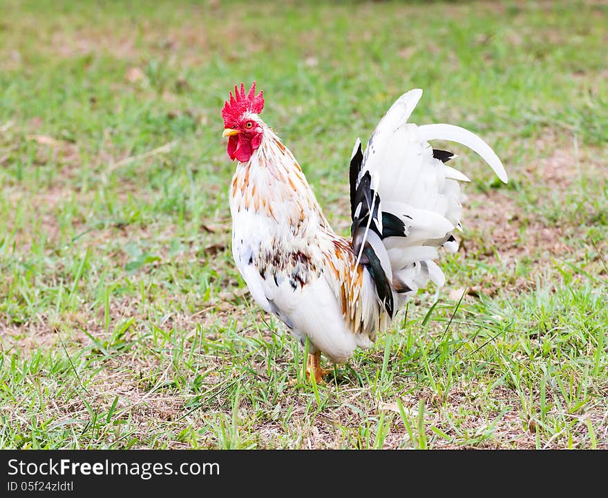 White Bantam on grass in Countryside from thailand