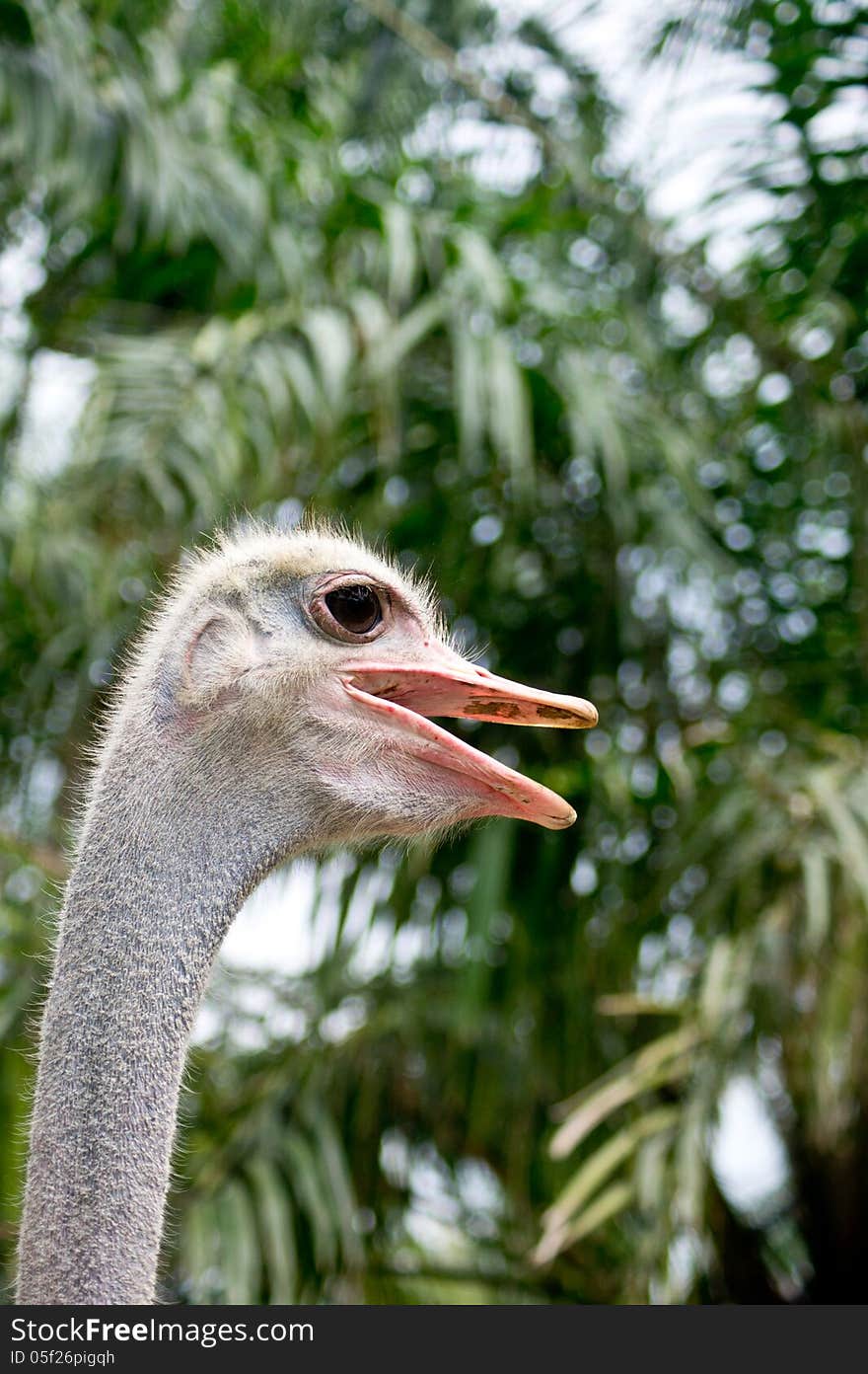 Ostrich bird it is a big bird but can't fly