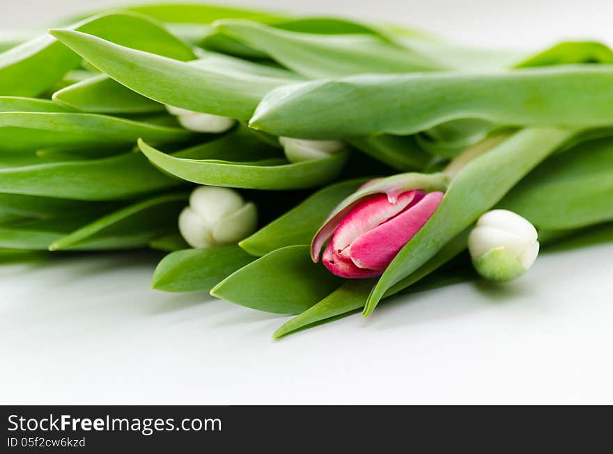 Tulips on a white background