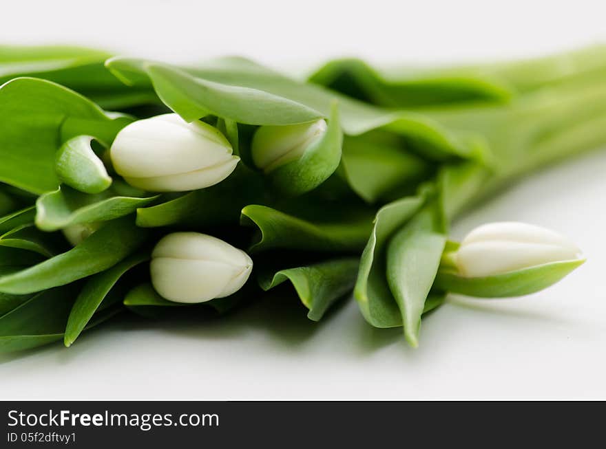 White tulips