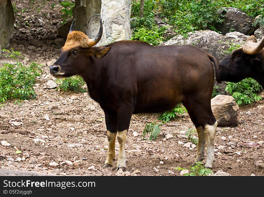 Gaur