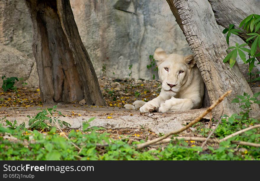 Lion in Khao Khew Open zoo