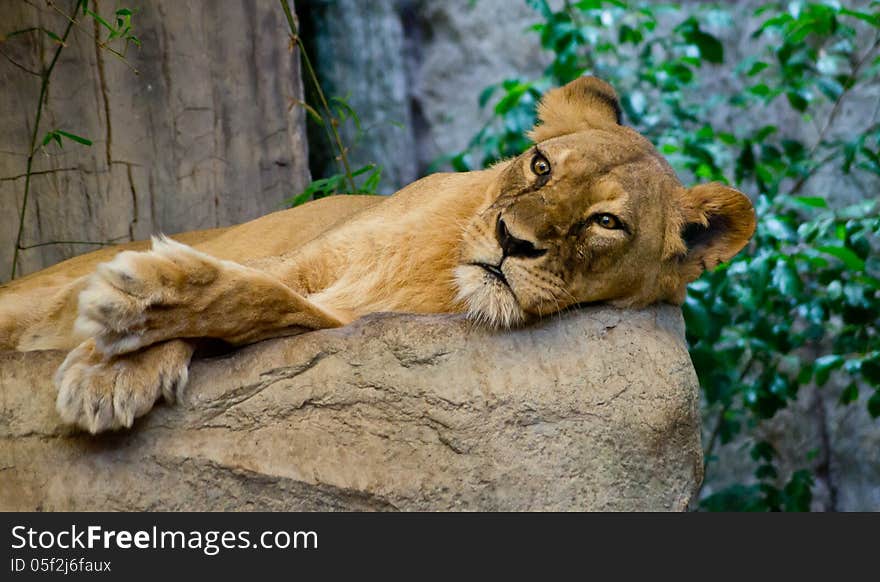 Lion in Khao Khew Open zoo