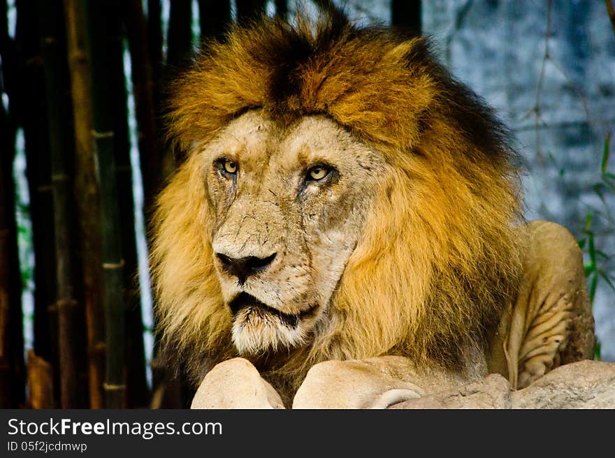 Lion in Khao Khew Open zoo