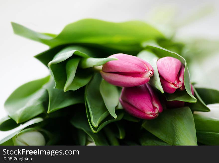 Tulips on a white background