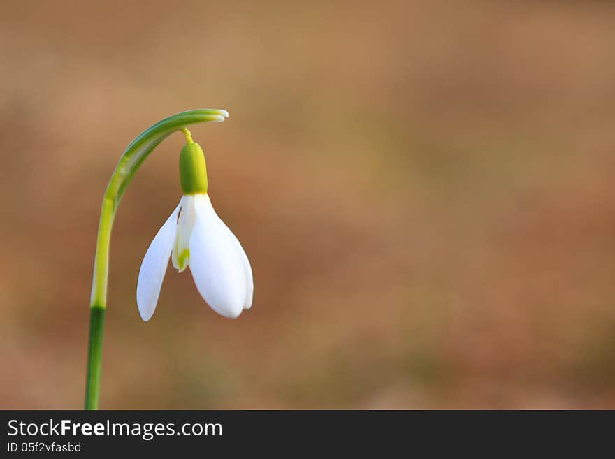 Snowdrop spring