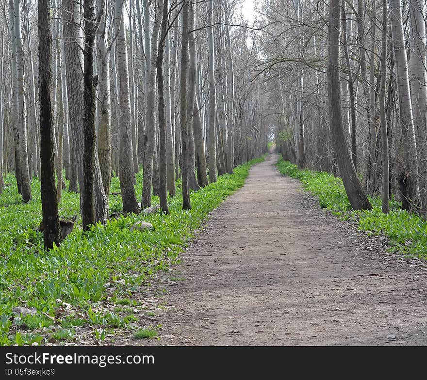 Another hiking path