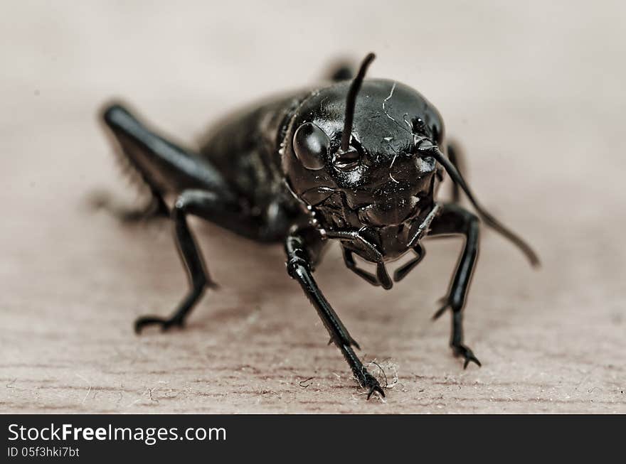 Cricket on the floor, CU