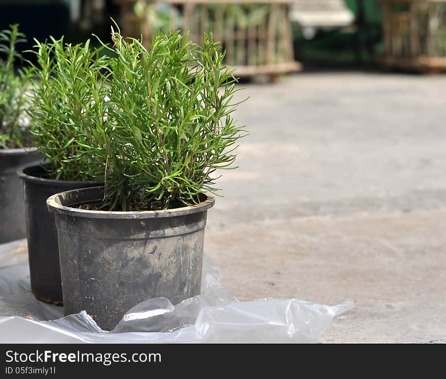 Thyme in pots