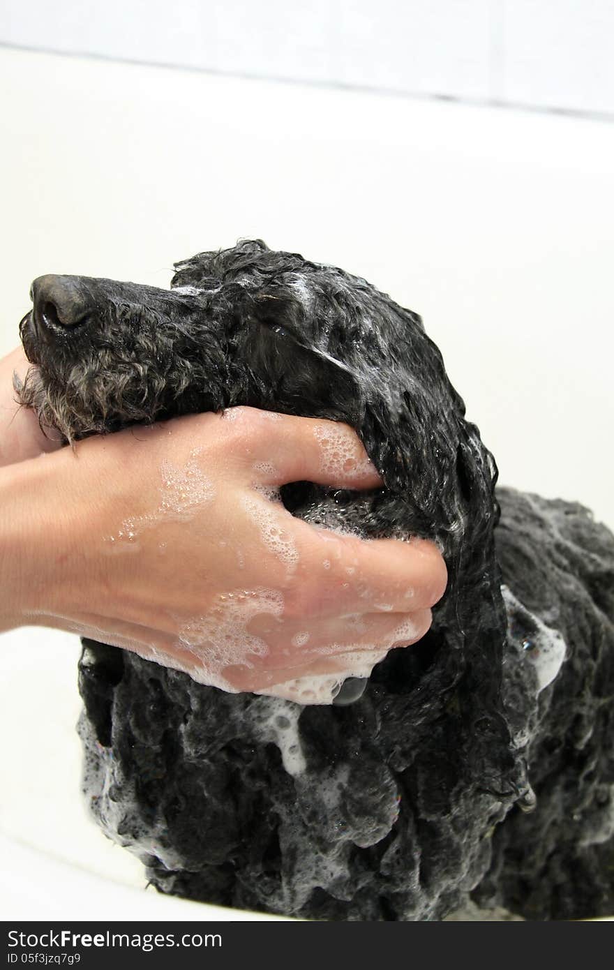 A close-up of care of a dog.