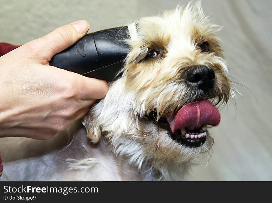 A close-up of a professional dog trimming.
