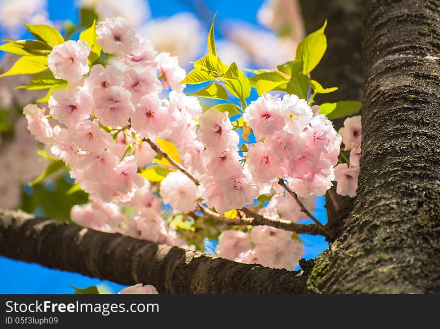 Sakura