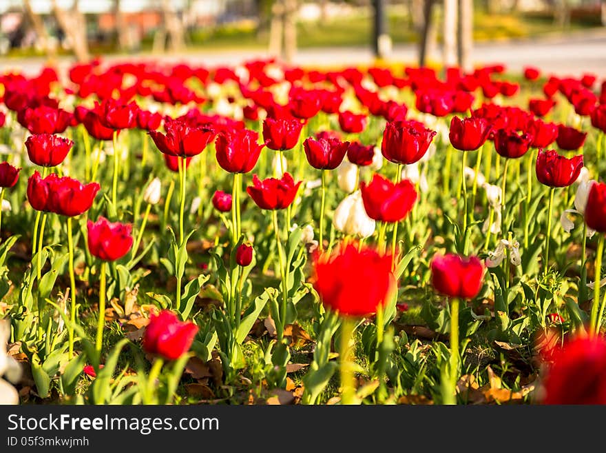 Red tulip in the spring