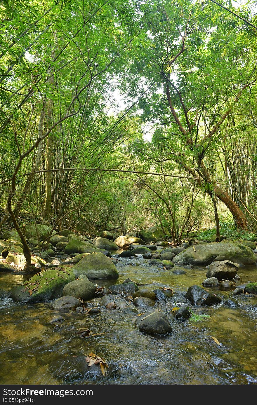 Stream in mountain forest. Nature composition. Stream in mountain forest. Nature composition