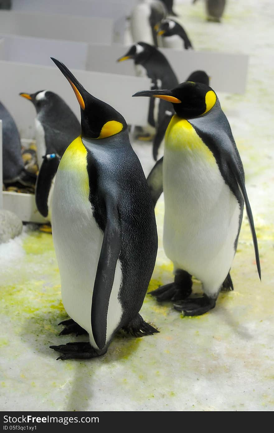 The penguins